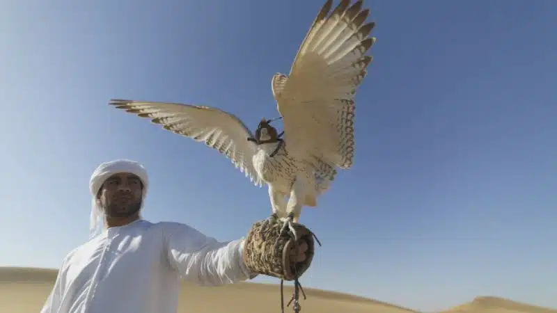 رحلة الصيد الأخيرة… هكذا فارقوا الحياة في الصحراء (فيديو)